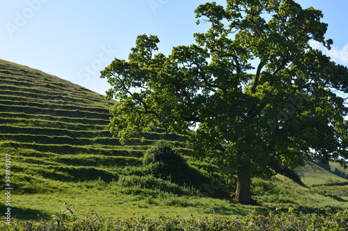 Early morning view of lush green hill with ridges of cattle tracks or terracettes, and tree in foreground, Dorset, England photo