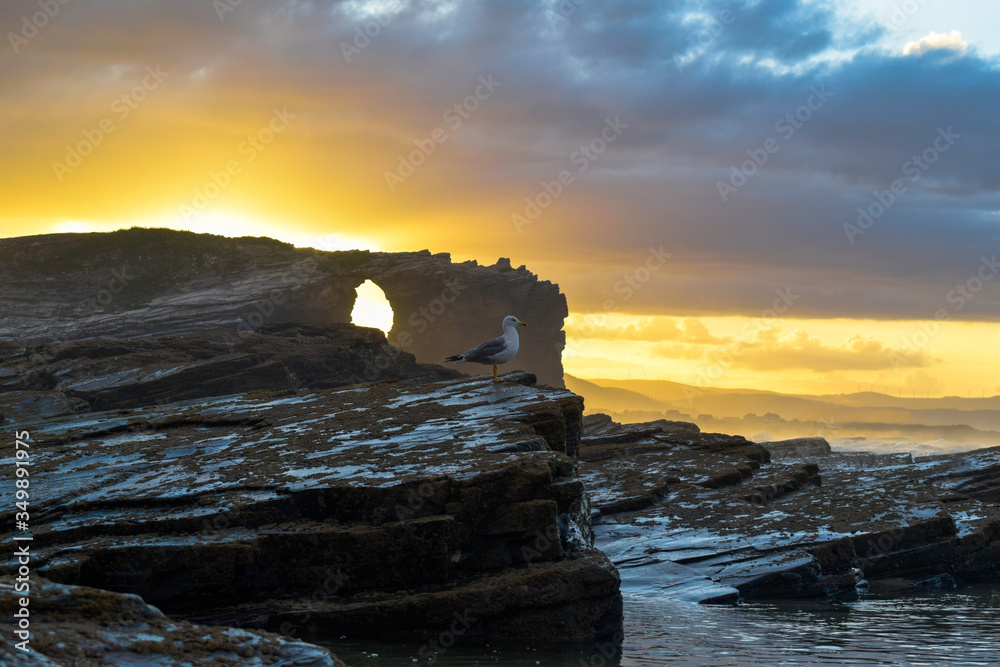 Gaviota posada en una roca contemplando el oleaje al atardecer en la playa de las catedrales