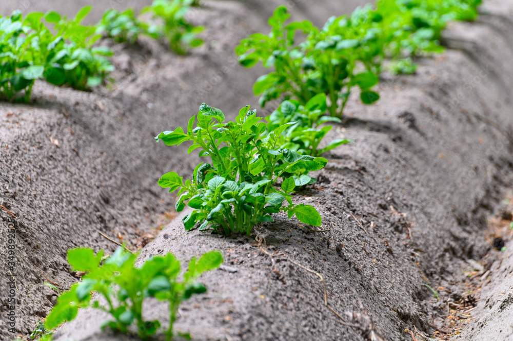 Young potato plants growing on farm field in springtime Young potato plants growing on farm field in springtime