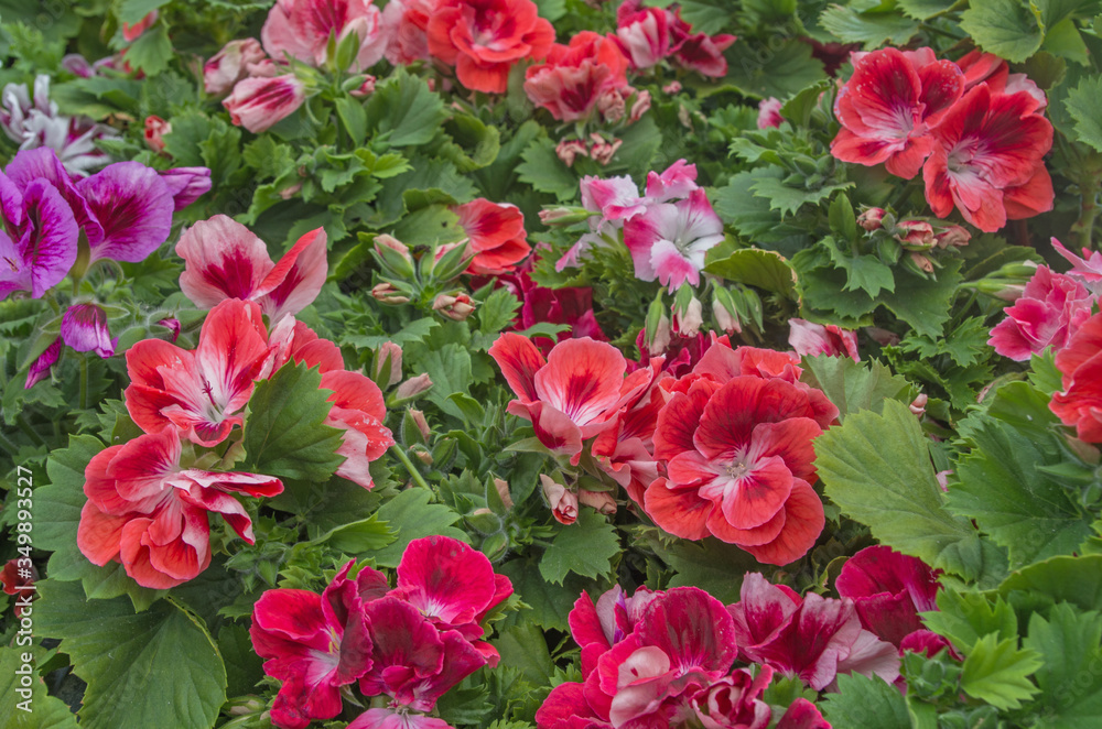 A composition of bright red, pink and maroon blooming pelargoniums with scattered somewhere buds on a background of juicy green carved leaves. Natural organic vegetable background. A composition of bright red, pink and maroon blooming pelargoniums with scattered somewhere buds on a background of juicy green carved leaves. Natural organic vegetable background.