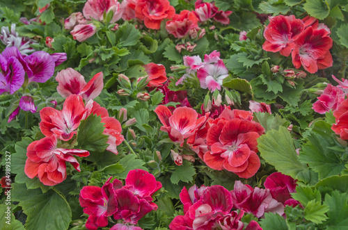 A composition of bright red  pink and maroon blooming pelargoniums with scattered somewhere buds on a background of juicy green carved leaves. Natural organic vegetable background.