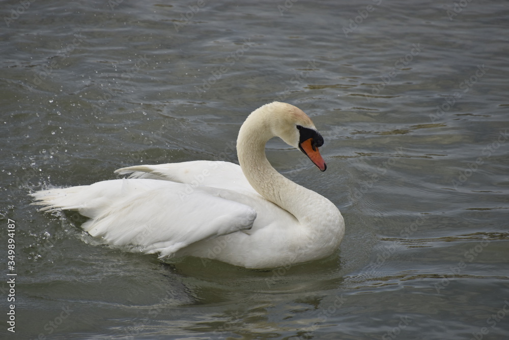 Fototapeta premium cygne