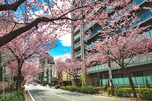 桜の街路樹
