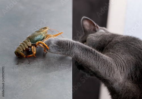 Gray cat with interest examines the crayfish sitting on the table  © Nina