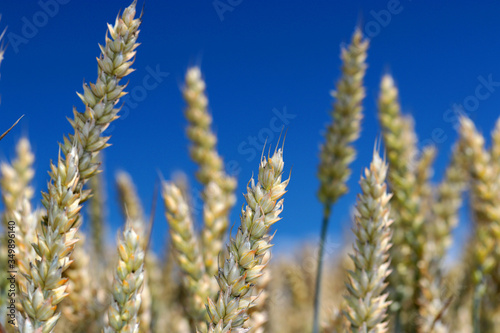 ears of wheat on blue sky, wheat field