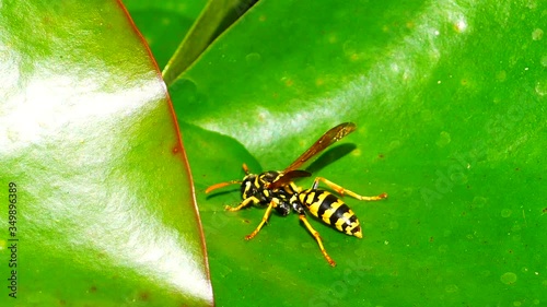 A wasp drinking water on a lily pad in hot summer day. Close up view. 4K video