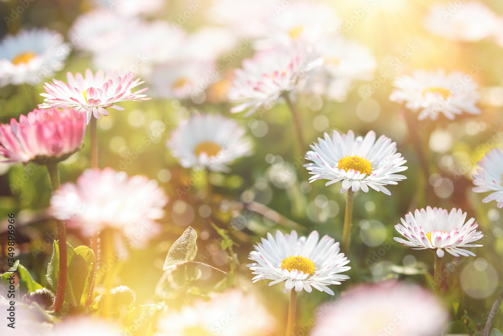 Fototapeta premium Little daisy flower, flowering daisy flowers in meadow, beautiful nature in spring