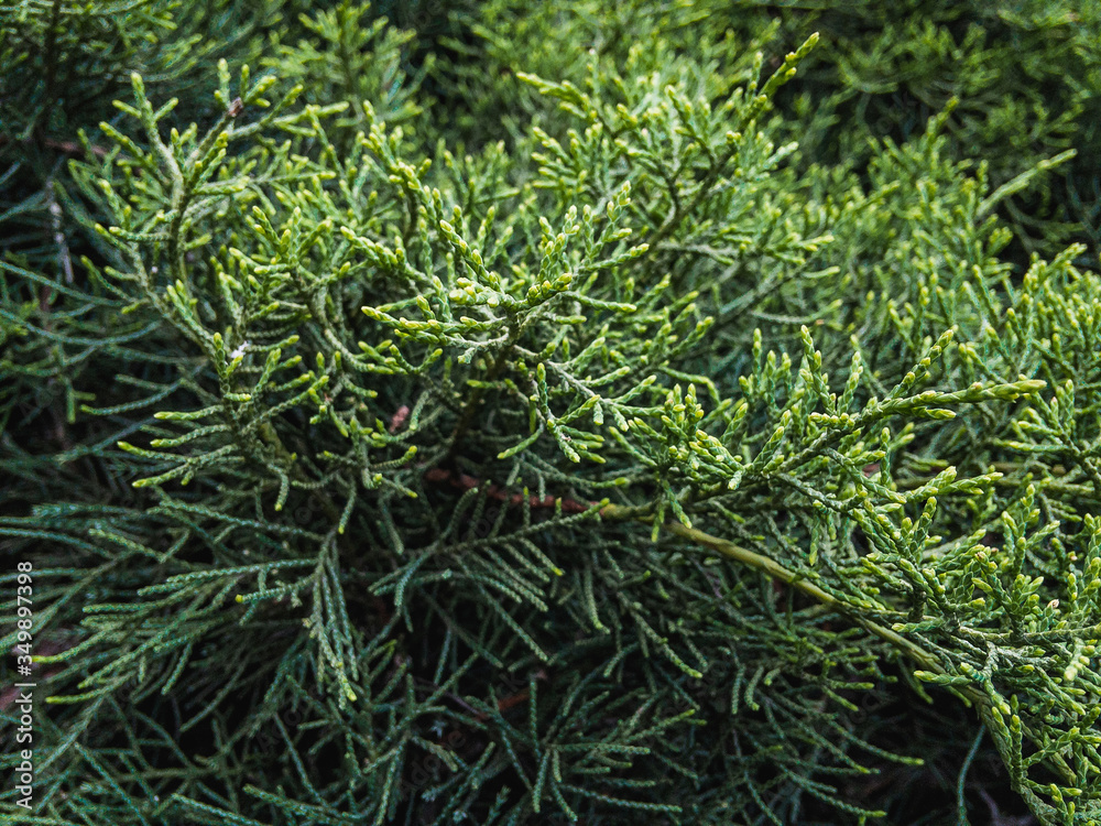Beautiful textured image of the branches of evergreen cypress. Background coniferous image. Beautiful textured image of the branches of evergreen cypress. Background coniferous image.