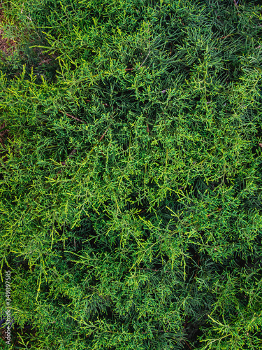 Green Cypress (lat.Cupressus). Textural background image of cypress branches. Background coniferous image.
