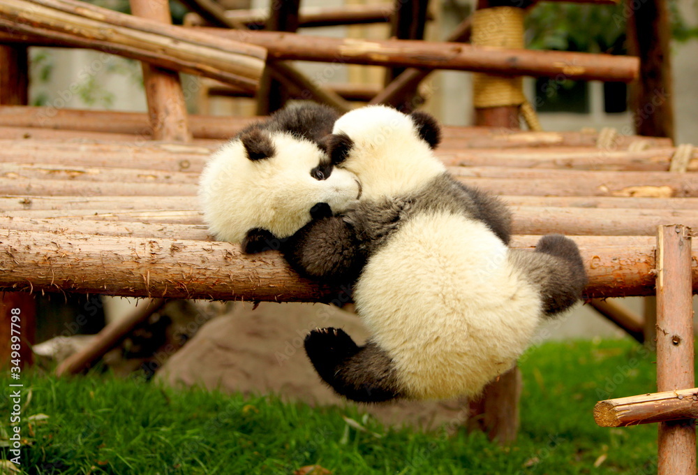 giant panda playing with family