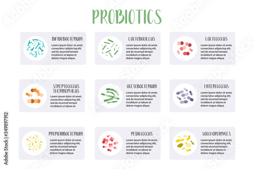 Probiotics infographic. Lactic acid bacteria. Good bacteria for gut and intestinal flora health. Microbiome. Bifidobacterium, lactobacillus, lactococcus, thermophilus streptococcus. Vector set photo