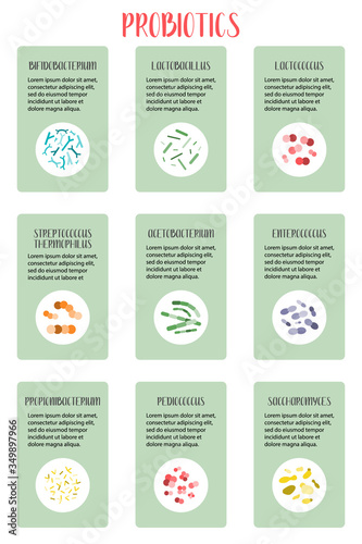 Probiotics infographic. Lactic acid bacteria. Good bacteria for gut and intestinal flora health. Microbiome. Bifidobacterium, lactobacillus, lactococcus, thermophilus streptococcus. Vector set