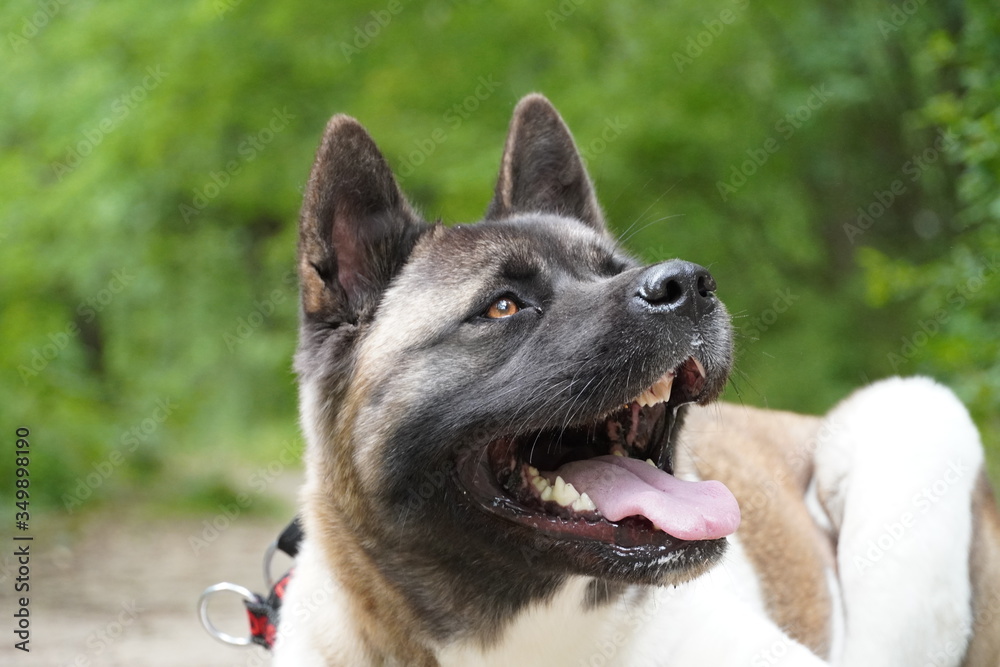 The eyes of an american akita !! Look at his tongue !! The eyes of an american akita !! Look at his tongue !!