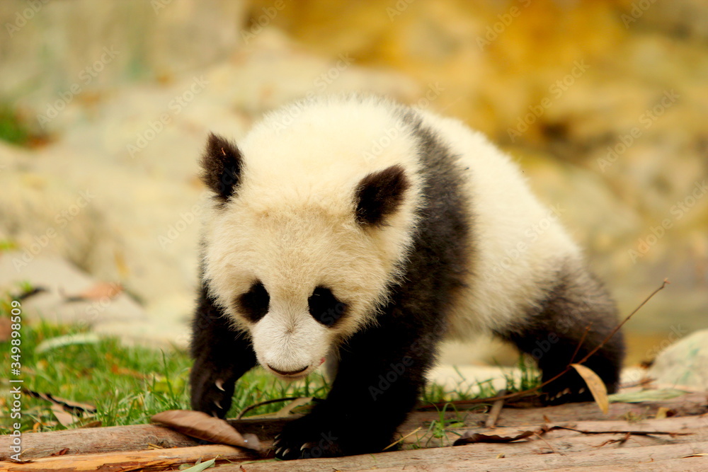 Obraz premium giant panda bear cub