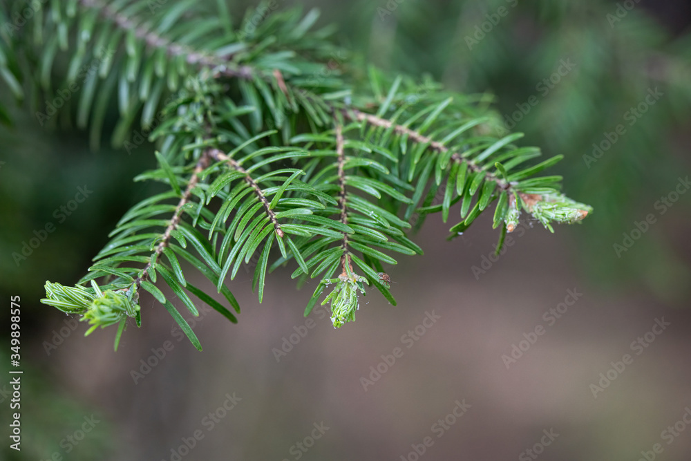 Close up of a branch of a Greek fir (Abies cephalonica) Close up of a branch of a Greek fir (Abies cephalonica)