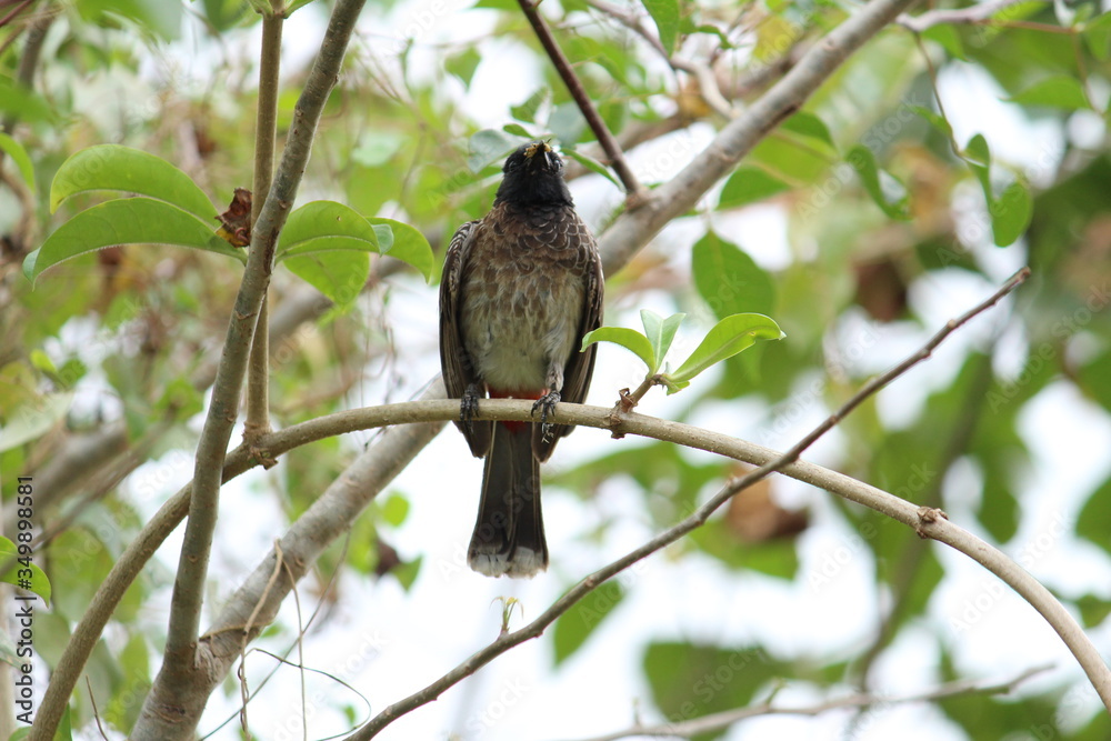 one Red Vented Bulbul bird or one bird sitting on the tree or tree branch on the morning with white background
one Red Vented Bulbul bird or one bird sitting on the tree or tree branch on the morning with white background