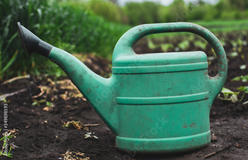 green watering can on the field with green seedlings and wheat
