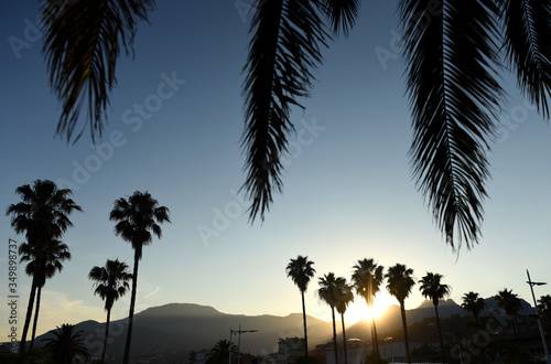 Palm trees at sunset. Mediterranean sea. Menton  Cote d Azur of French Riviera.