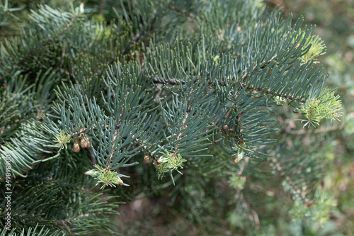 Colorado white fir branch,Latin name (Abies concolor)