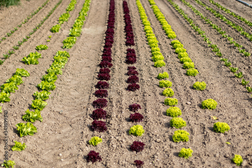 green and red salad plants on a field