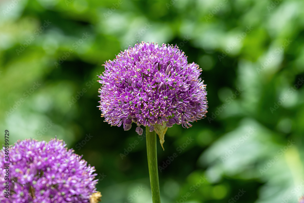 The flower of the Allium Giganteum (Giant Allium or Giant Onion) The flower of the Allium Giganteum (Giant Allium or Giant Onion)
