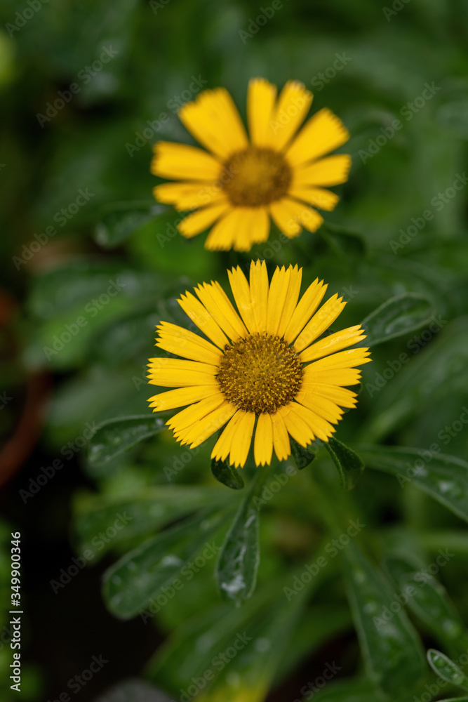 Gold Coin Daisy - Latin name - Asteriscus maritimus (Pallenis maritima) Gold Coin Daisy - Latin name - Asteriscus maritimus (Pallenis maritima)