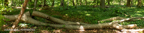 Fototapeta Naklejka Na Ścianę i Meble -  a felled tree, partially sawn, lies in the undergrowth of a forest