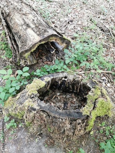 old stump in the forest