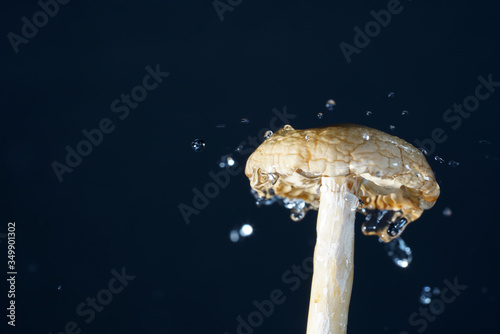 mushrooms in the water