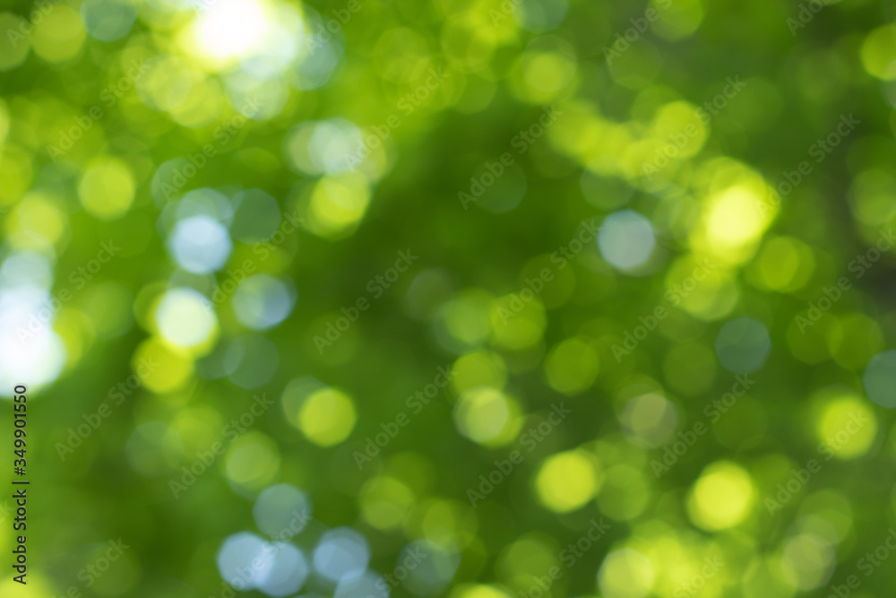 blurred view into tree leaves with small sunbeams blurred view into tree leaves with small sunbeams