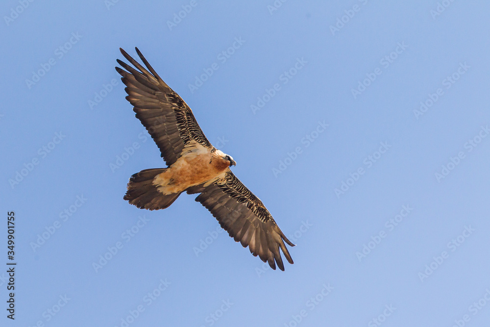 Bearded vulture flying over a pyrenean mountain ridge Bearded vulture flying over a pyrenean mountain ridge