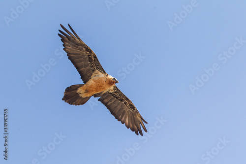 Bearded vulture flying over a pyrenean mountain ridge