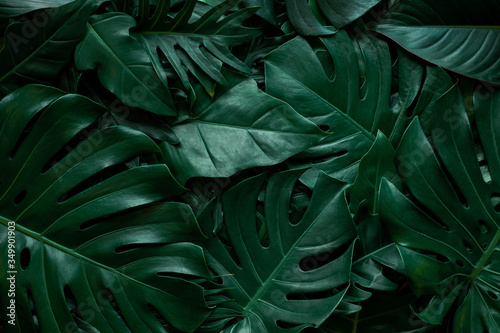 closeup nature view of green monstera leaf background. Flat lay, dark nature concept, tropical leaf