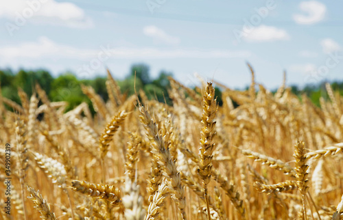 ears of wheat before the harvest