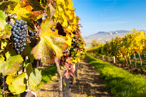 Vineyards near Dolni Dunajovice in Palava region, Southern Moravia, Czech Republic photo