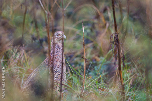 Female Common Pheasant hiding behind a bush