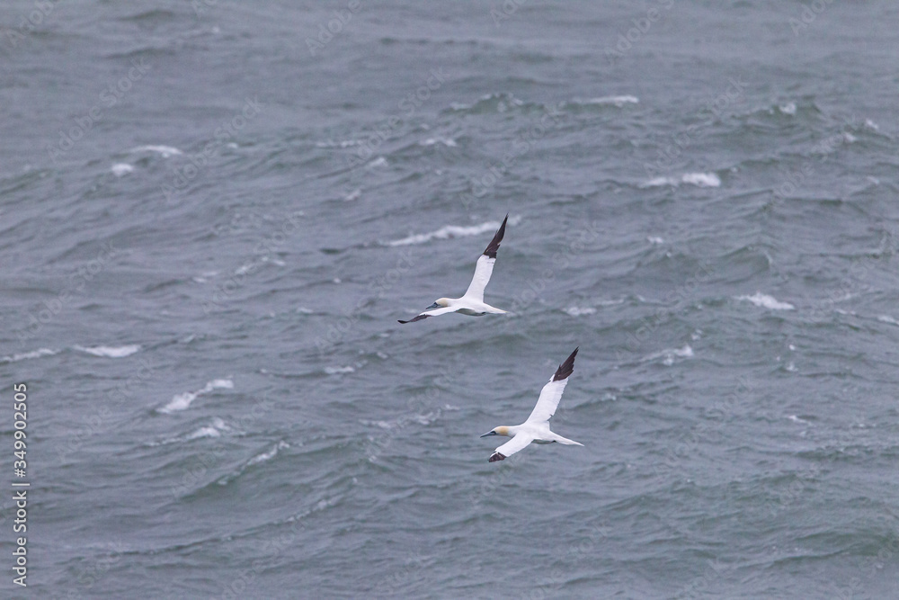 Couple of Northern gannets flying over the mediterraean sea