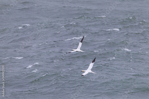 Couple of Northern gannets flying over the mediterraean sea