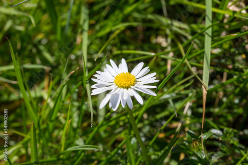 Macro of a common daisy flower with copy space