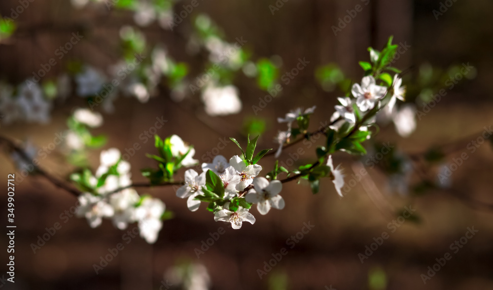 many cherry flowers on the branches many cherry flowers on the branches