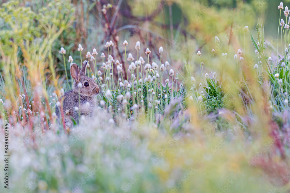 Fototapeta premium Wild rabbit resting among the grass