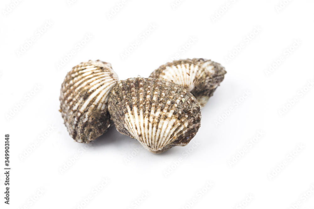 Close up raw blood cockle isolated on white background Close up raw blood cockle isolated on white background
