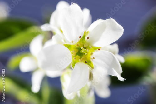 White flowers of a berry blossom on a branch. Close-up. The concept of spring, summer, flowering, holiday. Image for banner, postcards.