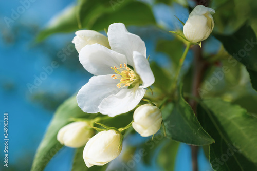 White flowers of apple trees bloom on a branch. Close-up. The concept of spring, summer, flowering, holiday. Image for banner, postcards.