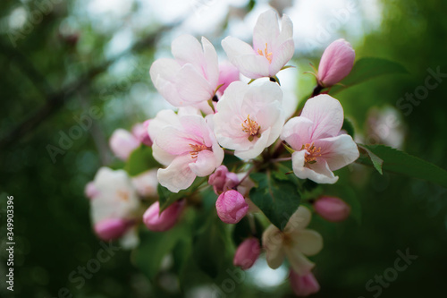 White-pink flowers of apple trees bloom on a branch. Close-up. The concept of spring  summer  flowering  holiday. Image for banner  postcards.