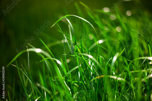 Green grass in sunny forest