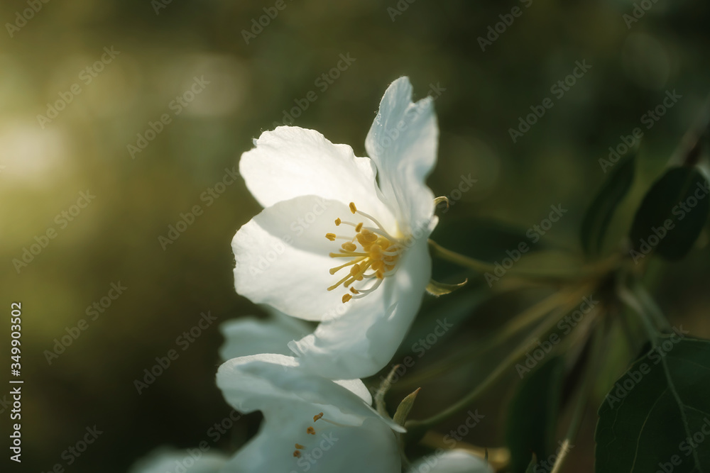 White flowers of apple trees bloom on a branch. Close-up. The concept of spring, summer, flowering, holiday. Image for banner, postcards. White flowers of apple trees bloom on a branch. Close-up. The concept of spring, summer, flowering, holiday. Image for banner, postcards.