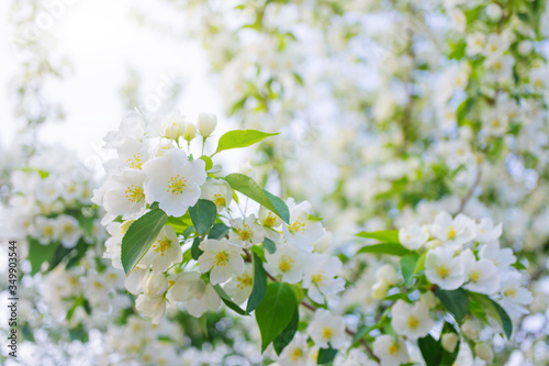 White flowers of apple trees bloom on a branch. Close-up. The concept of spring, summer, flowering, holiday. Image for banner, postcards. © Ольга Холявина