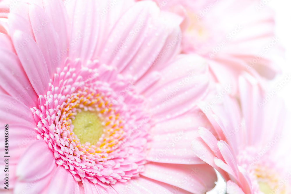 Still life of flowers on white background Still life of flowers on white background
