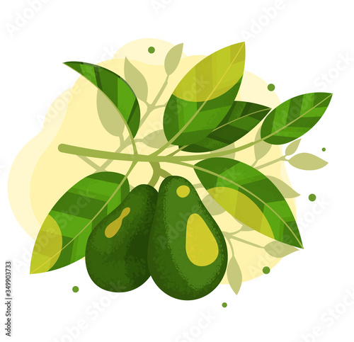 Two avocados on a branch with leaves illustration. Stock vector. Avocado tree branch with sun flare.